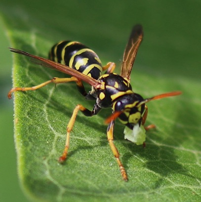 European Paper Wasp
Polistes dominula European Paper Wasp
Polistes dominula